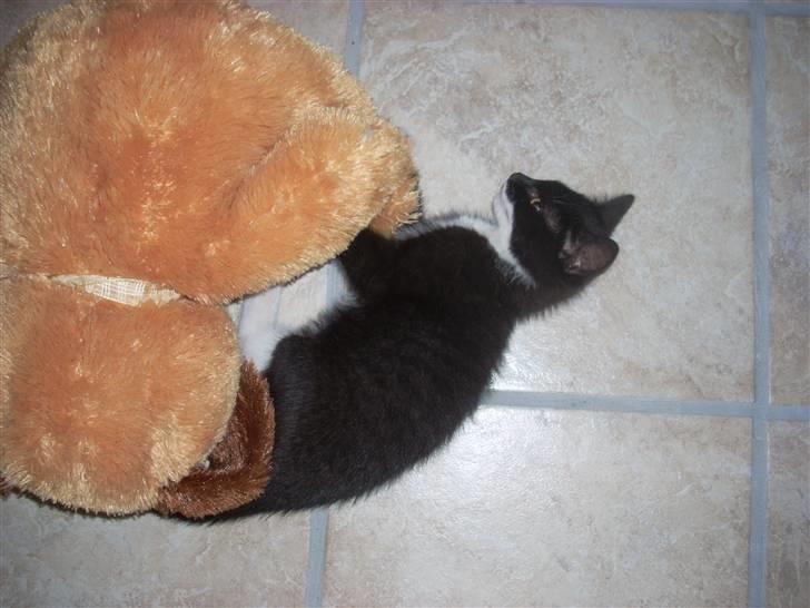 Blanding af racer Joey - Den bamse skal bare møves rundt med. billede 13