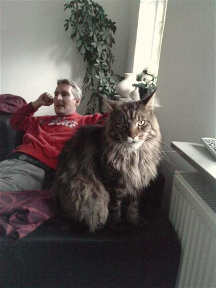 Maine Coon DK Maine Plays King Size billede 1