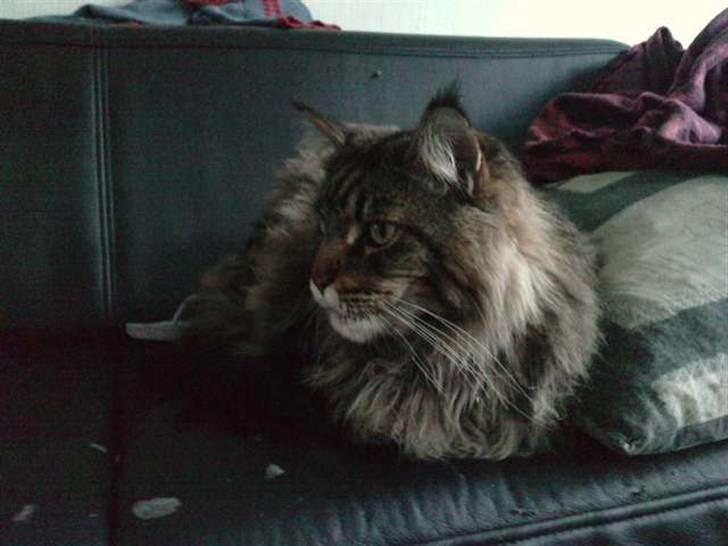 Maine Coon DK Maine Plays King Size billede 2