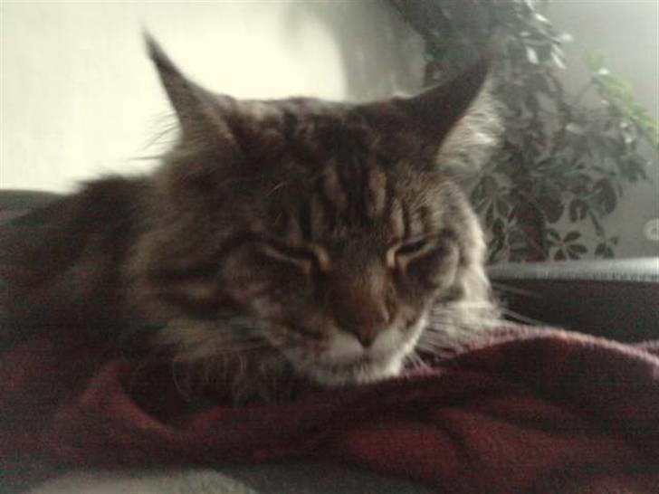 Maine Coon DK Maine Plays King Size billede 3