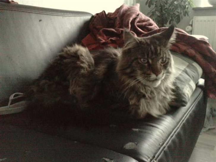 Maine Coon DK Maine Plays King Size billede 4