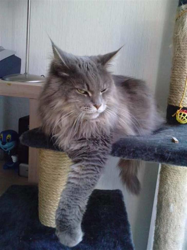 Maine Coon DK Maine Plays Jitterbug billede 1