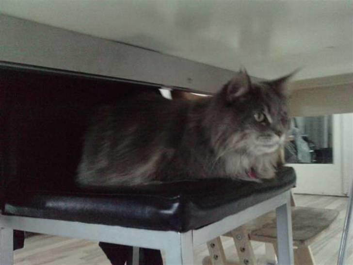 Maine Coon DK Maine Plays Jitterbug billede 2