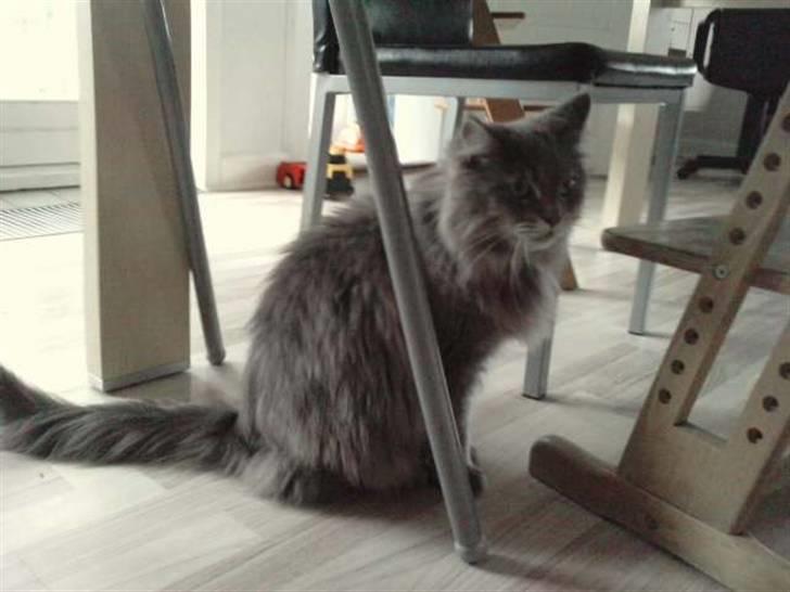 Maine Coon DK Maine Plays Jitterbug billede 3