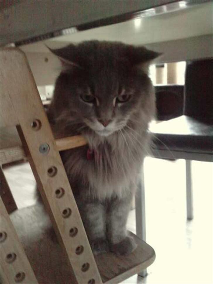 Maine Coon DK Maine Plays Jitterbug billede 4