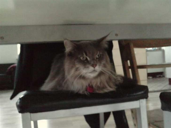 Maine Coon DK Maine Plays Jitterbug billede 5