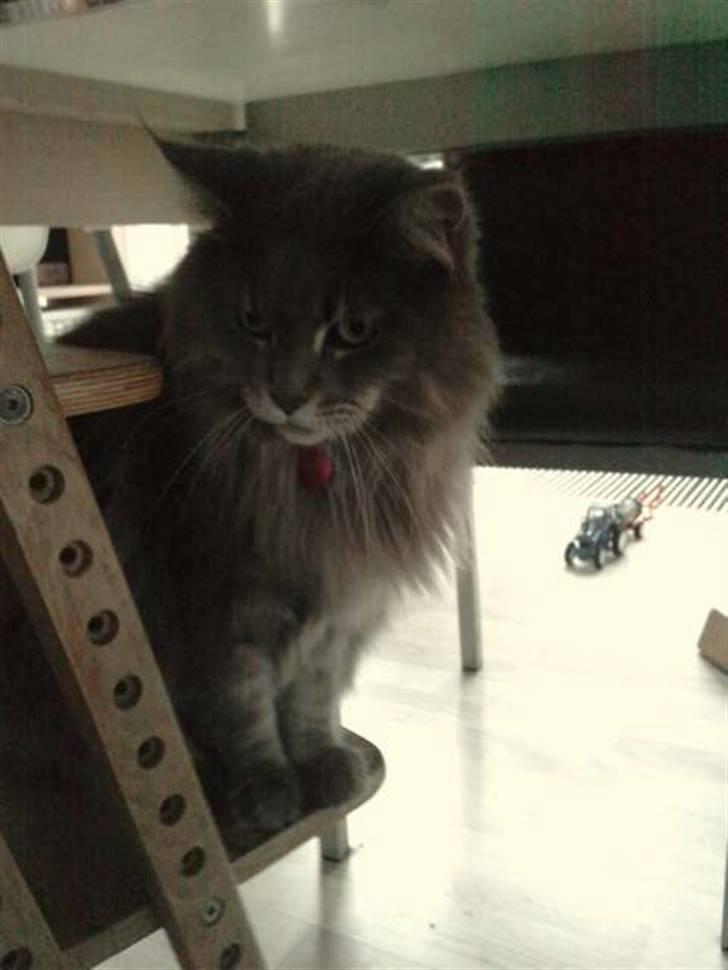 Maine Coon DK Maine Plays Jitterbug billede 6