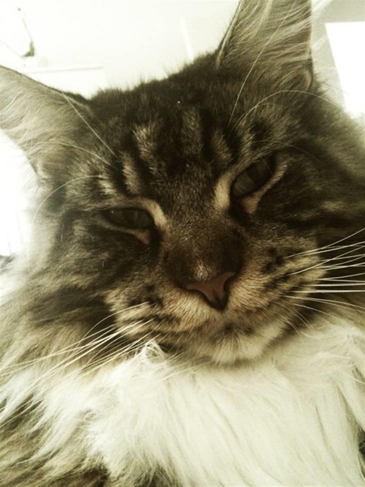 Maine Coon Itai/Chevy. - Miiaauu. Mor´s flotte tigermis ;) billede 10