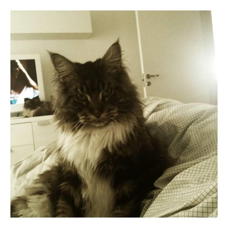 Maine Coon Itai/Chevy. - Morgenstund med mor og Loui i baggrunden. billede 11