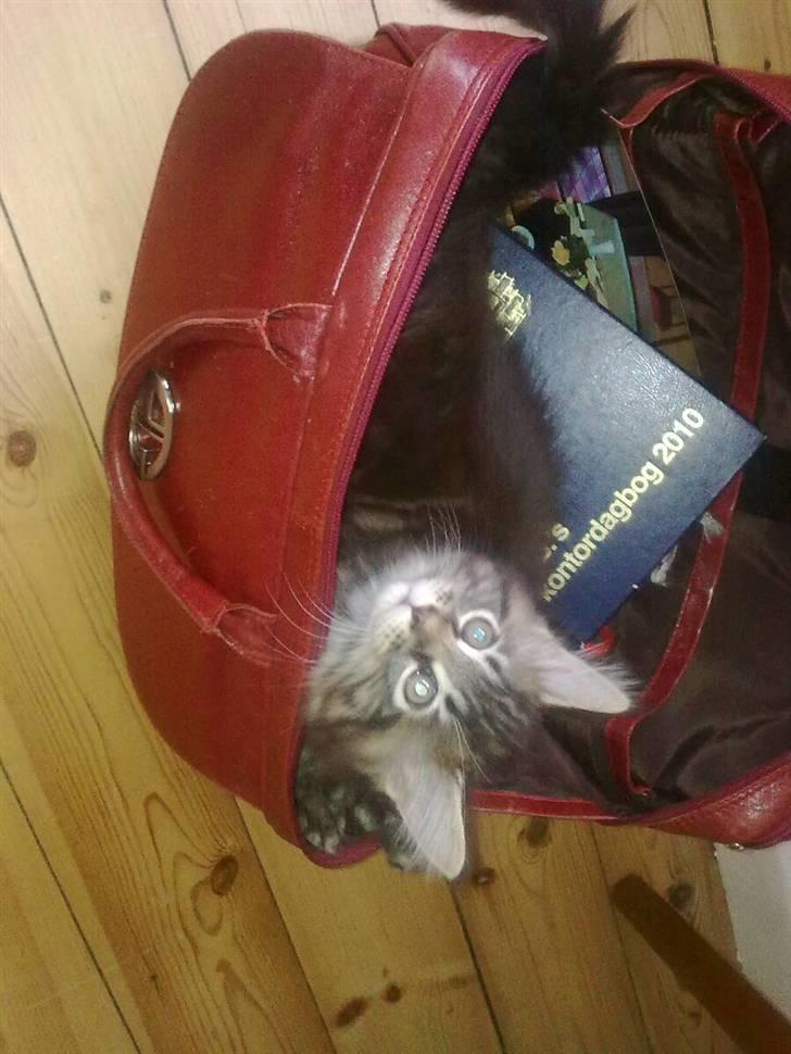 Maine Coon Polly billede 2