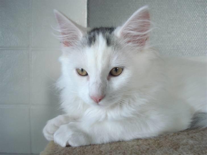 Norsk Skovkat Oscar Oliver - aug.2010 billede 1