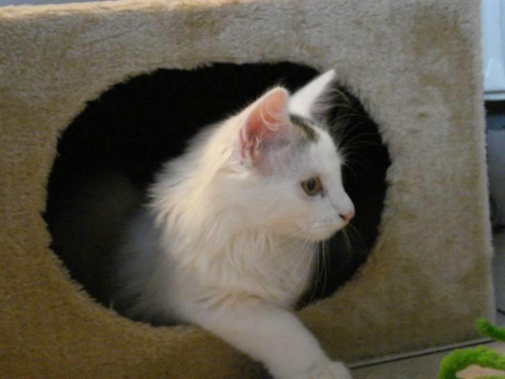 Norsk Skovkat Oscar Oliver - aug.2010 billede 2