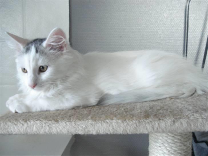 Norsk Skovkat Oscar Oliver - aug.2010 billede 3