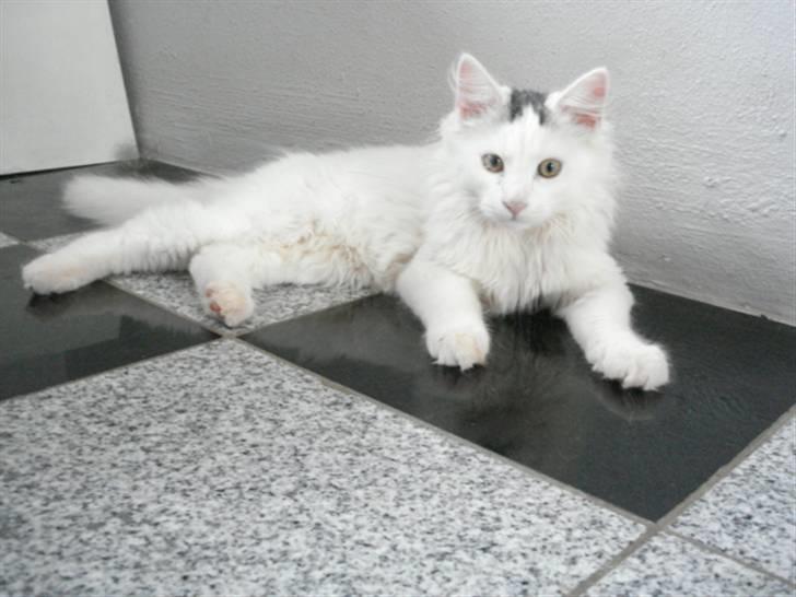 Norsk Skovkat Oscar Oliver - sep.2010 billede 4