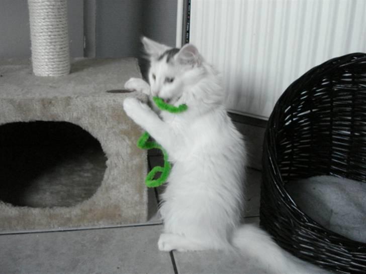 Norsk Skovkat Oscar Oliver - aug.2010 billede 5