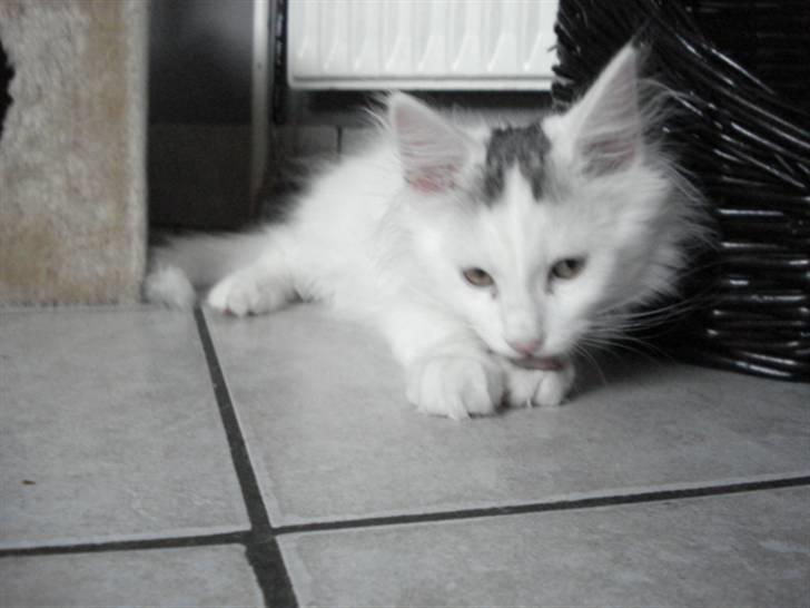 Norsk Skovkat Oscar Oliver - aug.2010 billede 6