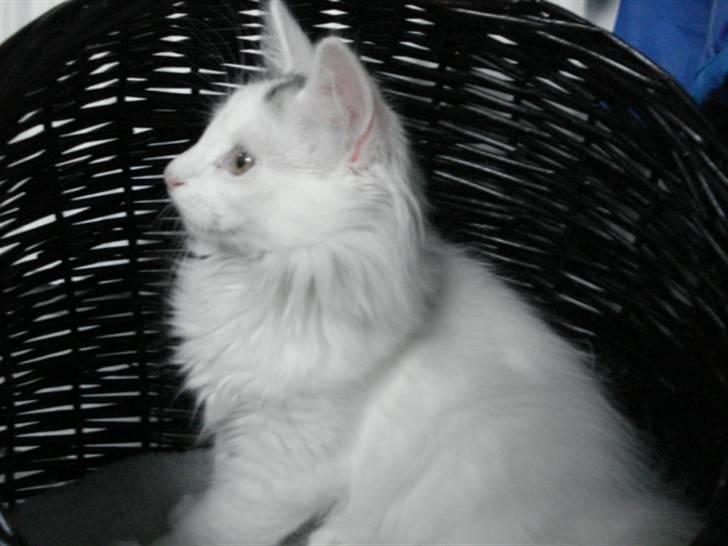 Norsk Skovkat Oscar Oliver - aug.2010 billede 7