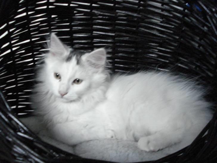 Norsk Skovkat Oscar Oliver - aug.2010 billede 8