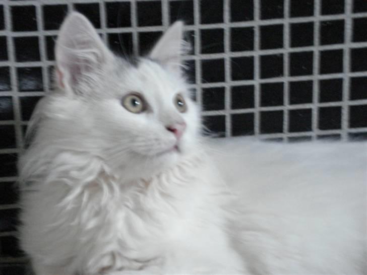 Norsk Skovkat Oscar Oliver - sep.2010 billede 9