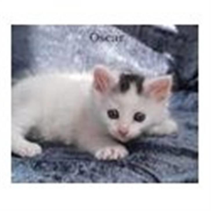 Norsk Skovkat Oscar Oliver - lille baby-killing Oscar billede 11