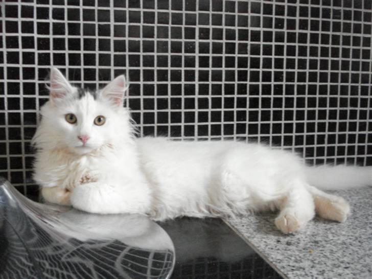 Norsk Skovkat Oscar Oliver - sep.2010 billede 12