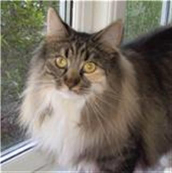 Norsk Skovkat Oscar Oliver - Oscars mor Sille billede 13