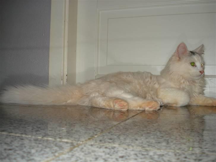 Norsk Skovkat Oscar Oliver - Oscar  okt.2010 billede 14