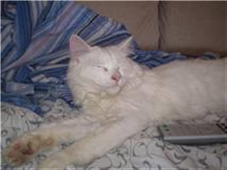 Norsk Skovkat Oscar Oliver - Oscars far Malfoy billede 15