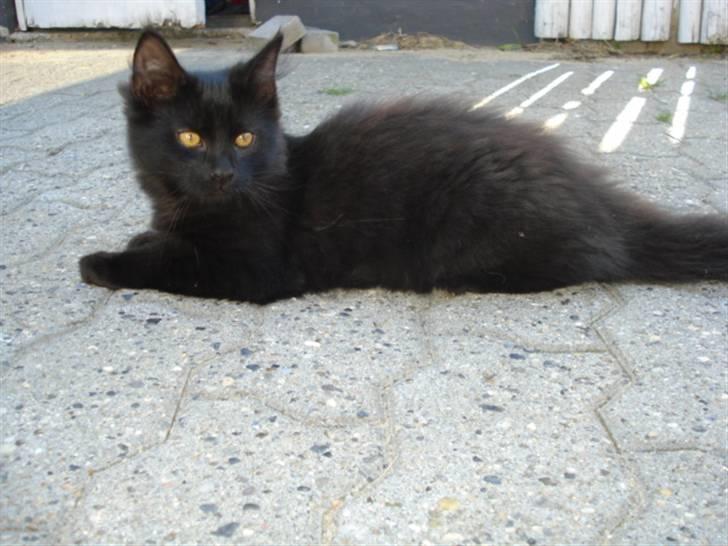 Blanding af racer Tyrkiskvan/skovkat Banjo  billede 1