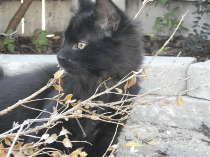 Blanding af racer Tyrkiskvan/skovkat Banjo  billede 2