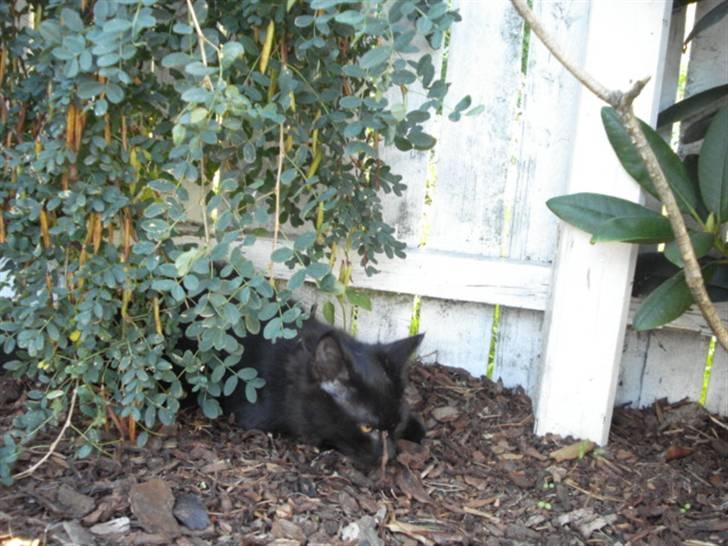 Blanding af racer Tyrkiskvan/skovkat Banjo  billede 3