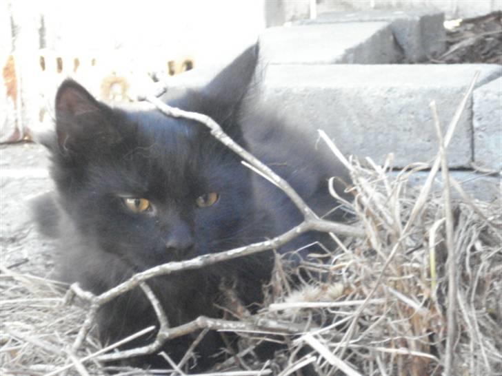 Blanding af racer Tyrkiskvan/skovkat Banjo  billede 4