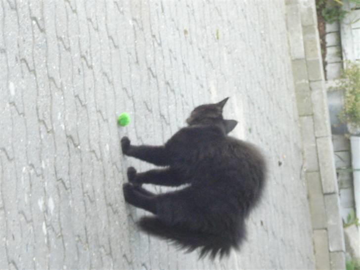 Blanding af racer Tyrkiskvan/skovkat Banjo  billede 5