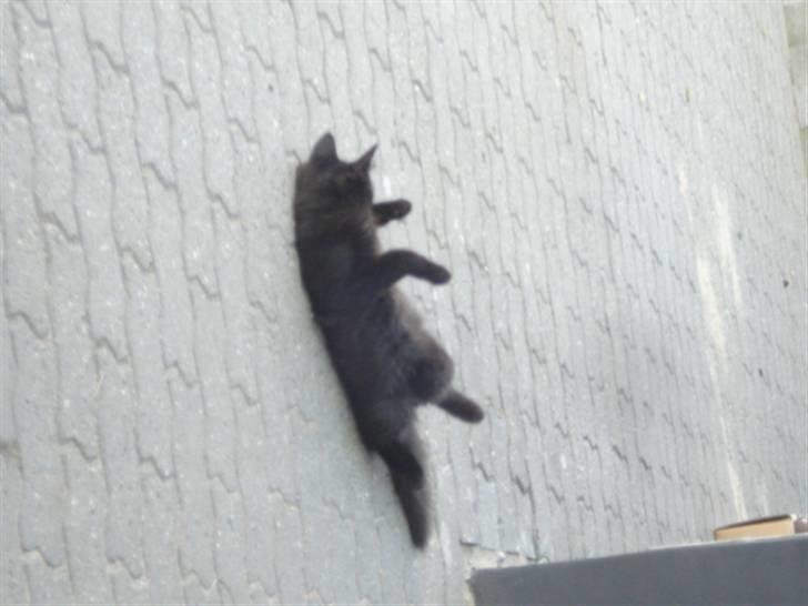 Blanding af racer Tyrkiskvan/skovkat Banjo  billede 6