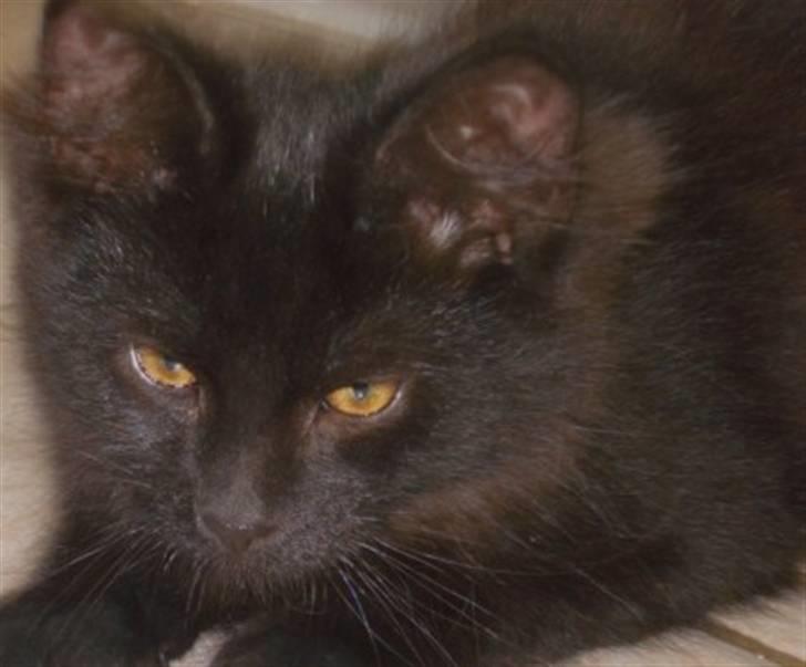 Blanding af racer Tyrkiskvan/skovkat Banjo  billede 7