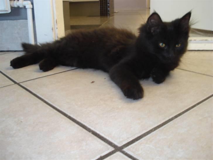 Blanding af racer Tyrkiskvan/skovkat Banjo  billede 8