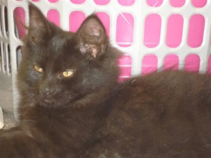 Blanding af racer Tyrkiskvan/skovkat Banjo  billede 9