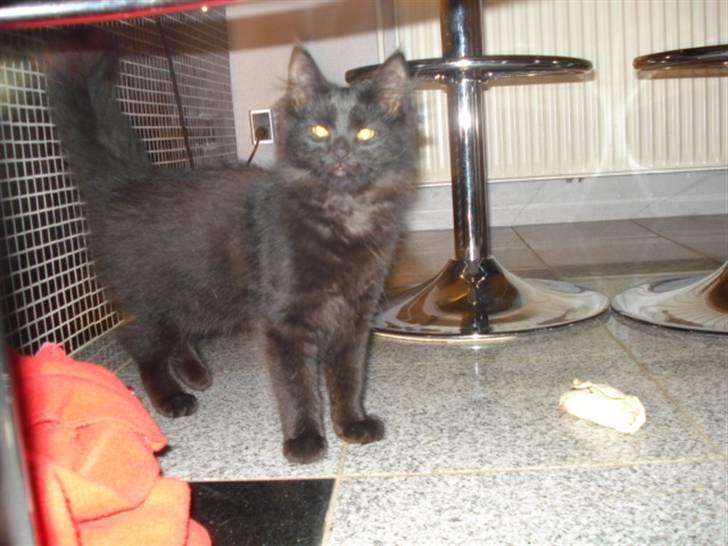 Blanding af racer Tyrkiskvan/skovkat Banjo  billede 10