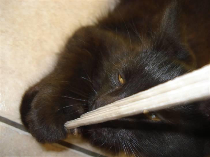 Blanding af racer Tyrkiskvan/skovkat Banjo  billede 11