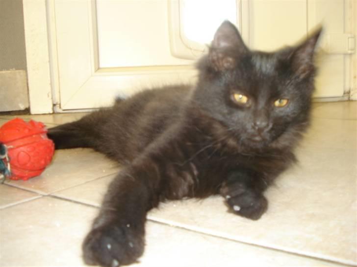 Blanding af racer Tyrkiskvan/skovkat Banjo  billede 12