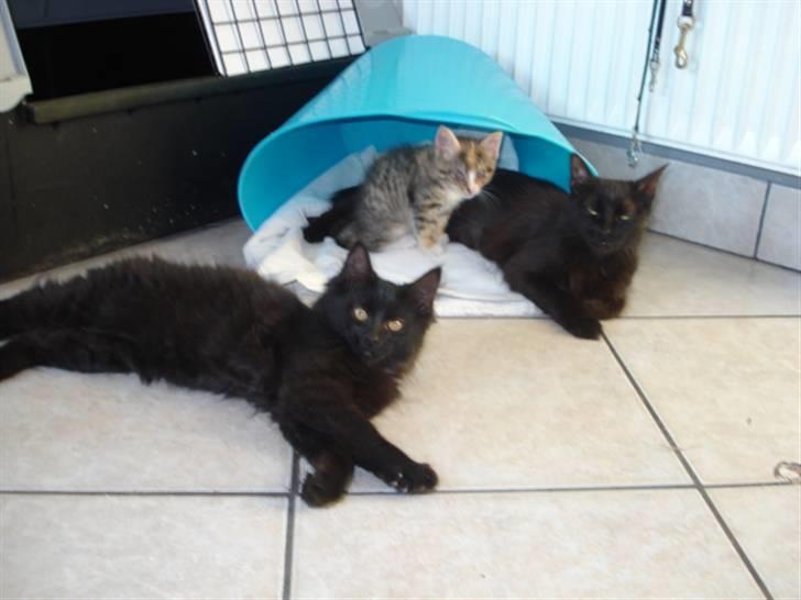 Blanding af racer Tyrkiskvan/skovkat Banjo  billede 13