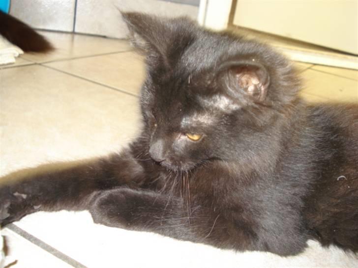 Blanding af racer Tyrkiskvan/skovkat Banjo  billede 14