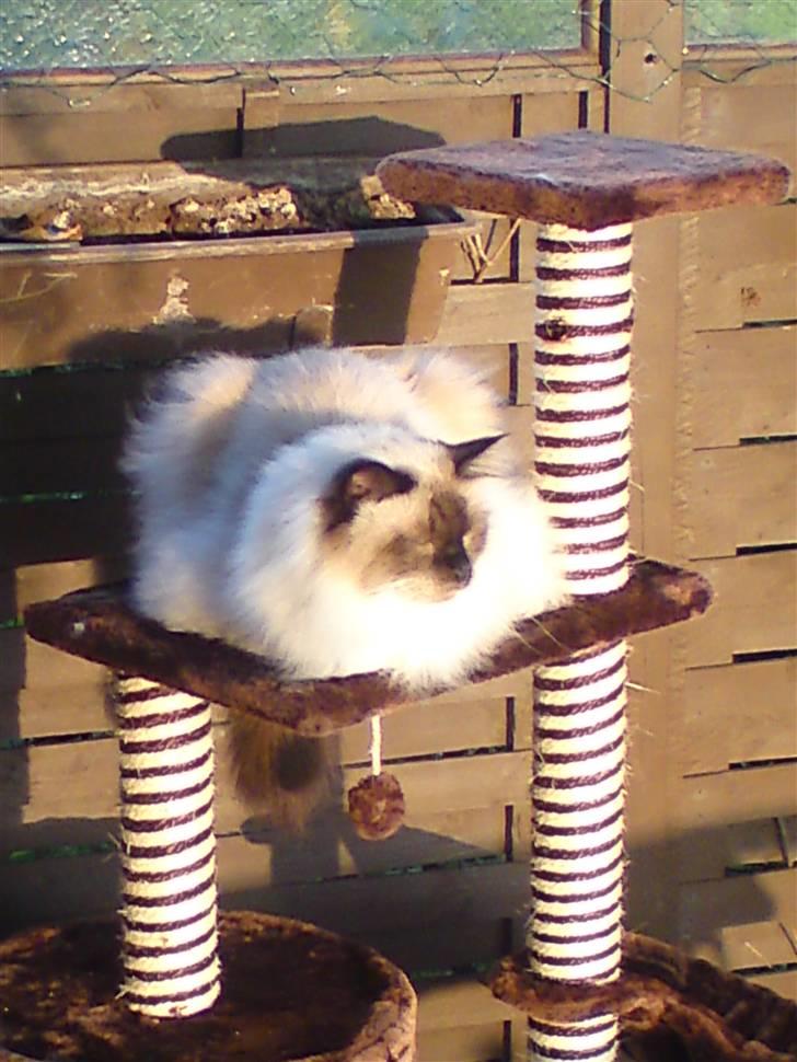 Hellig Birma dk lille mys abrahim billede 16