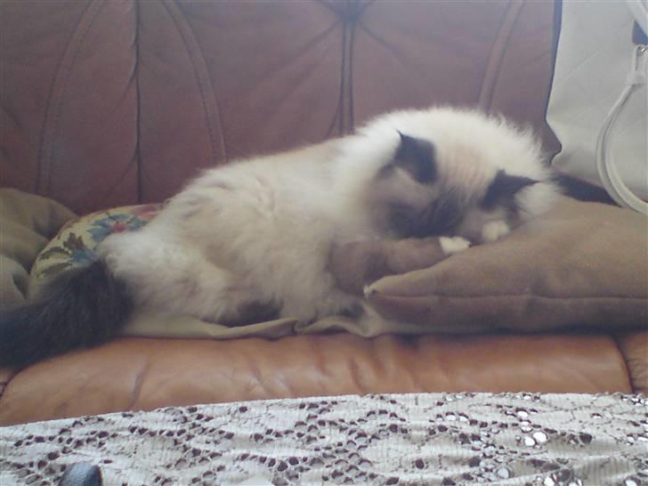 Hellig Birma dk lille mys abrahim billede 17