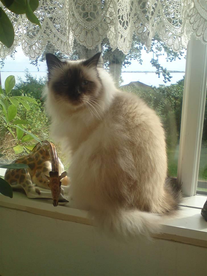 Hellig Birma dk lille mys abrahim billede 18