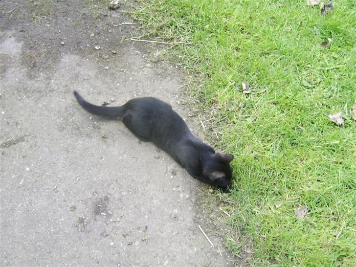 Huskat Sofus - Er væk billede 5