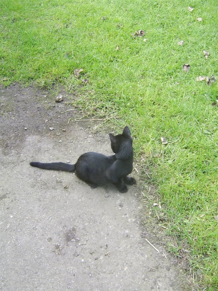 Huskat Sofus - Er væk billede 6