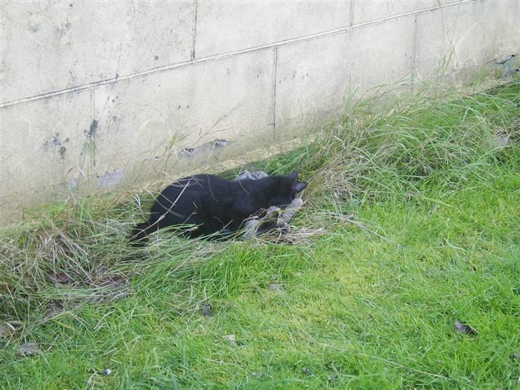 Huskat Sofus - Er væk billede 7