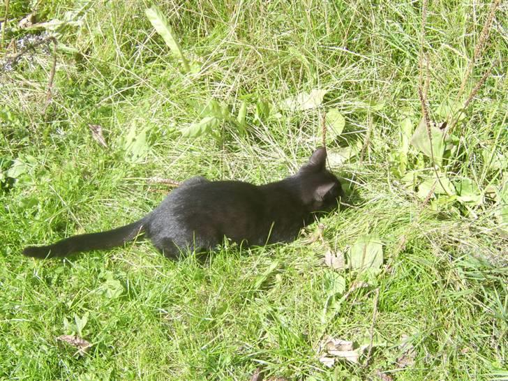 Huskat Sofus - Er væk billede 8