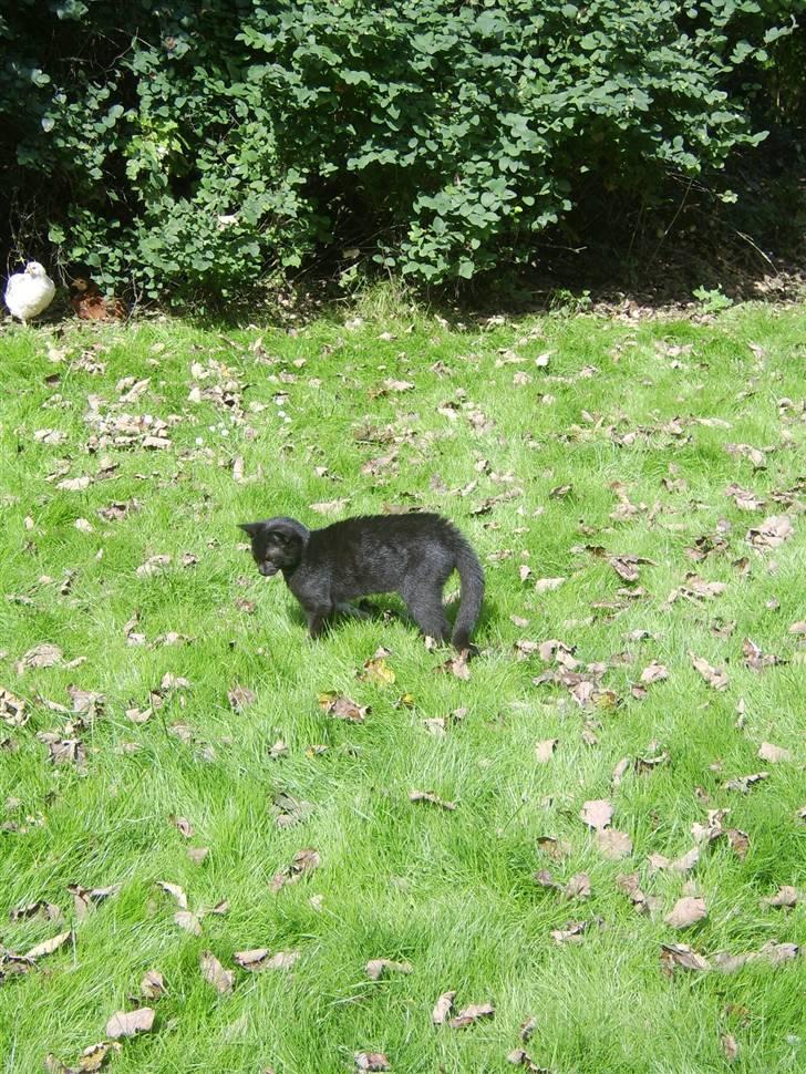 Huskat Sofus - Er væk billede 9